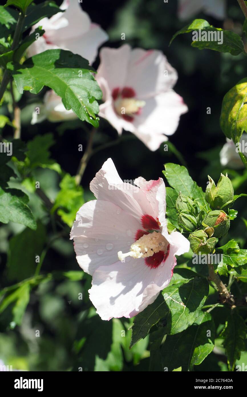 Korean rose, Syrian ketmia, shrub althea, rose mallow, Straucheibisch