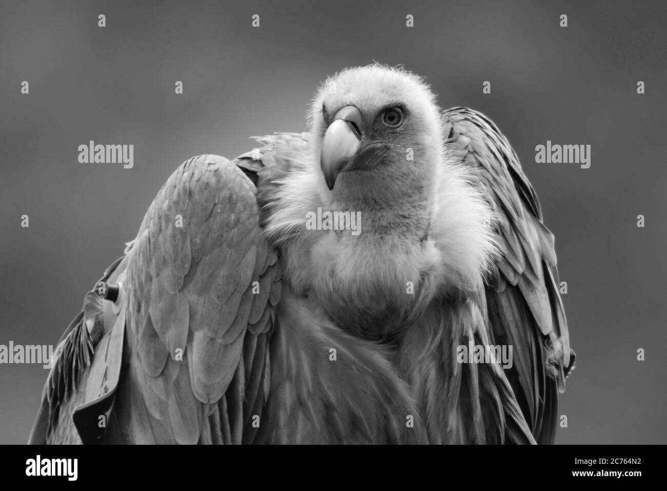Eagle Black and White Stock Photos & Images - Alamy