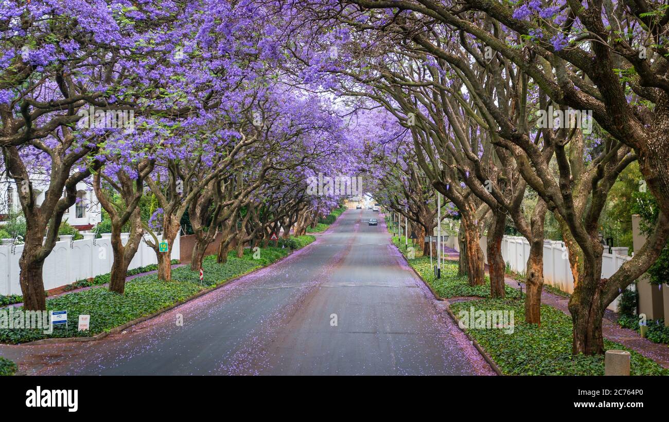Tall Jacaranda trees lining the street of a Johannesburg suburb in the afternoon sunlight, South Africa Stock Photo