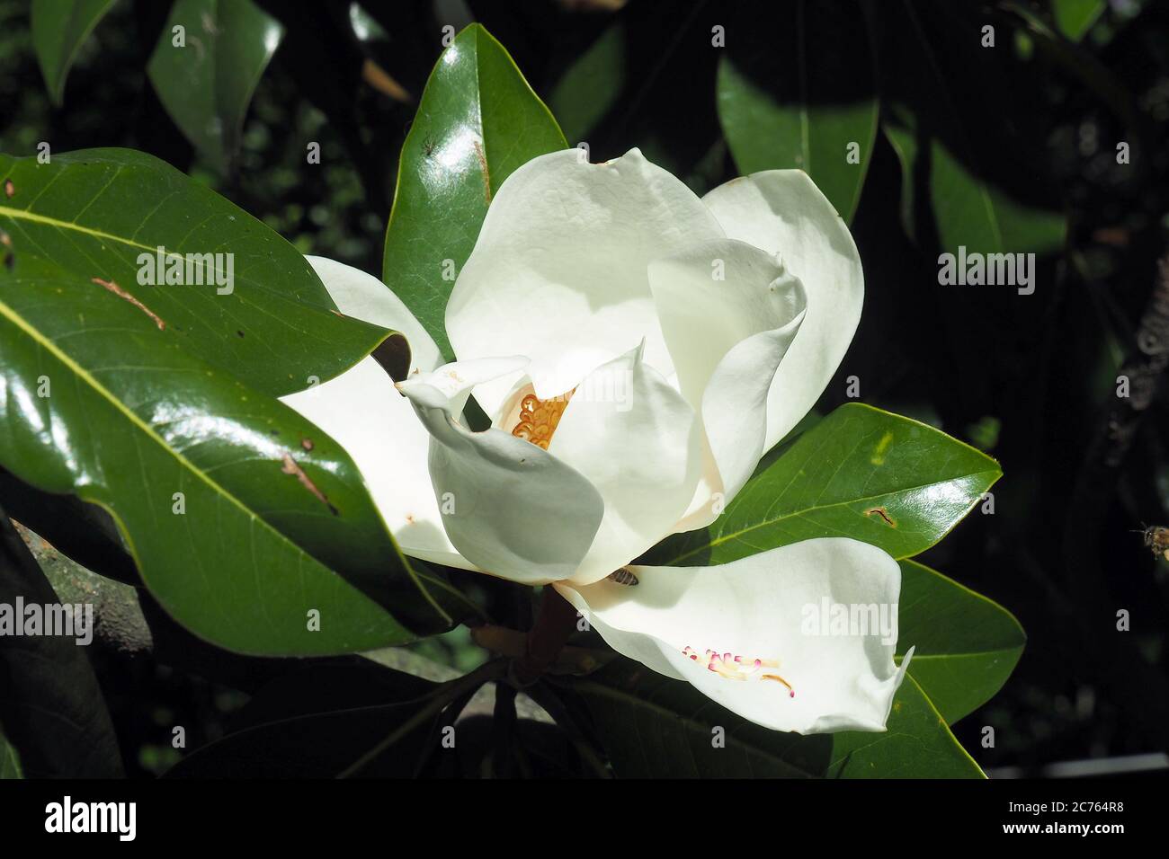 southern magnolia or bull bay, Immergrüne Magnolie, Magnolia grandiflora, nagyvirágú liliomfa, örökzöld liliomfa Stock Photo