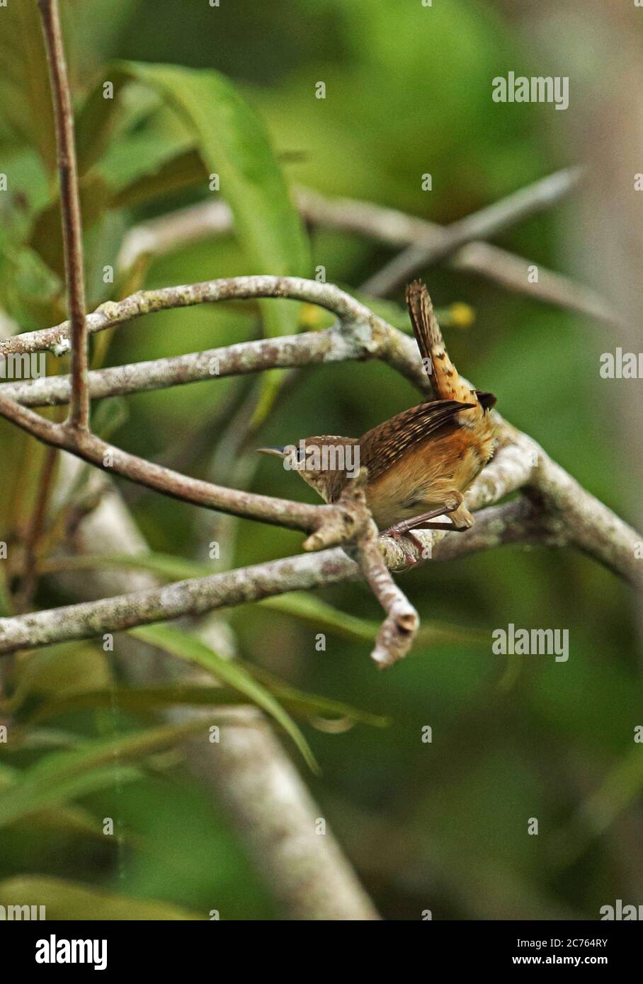 Southern House Wren (Troglodytes musculus columbae) adult perched on branch  San Jose del Guaviare, Colombia        November Stock Photo