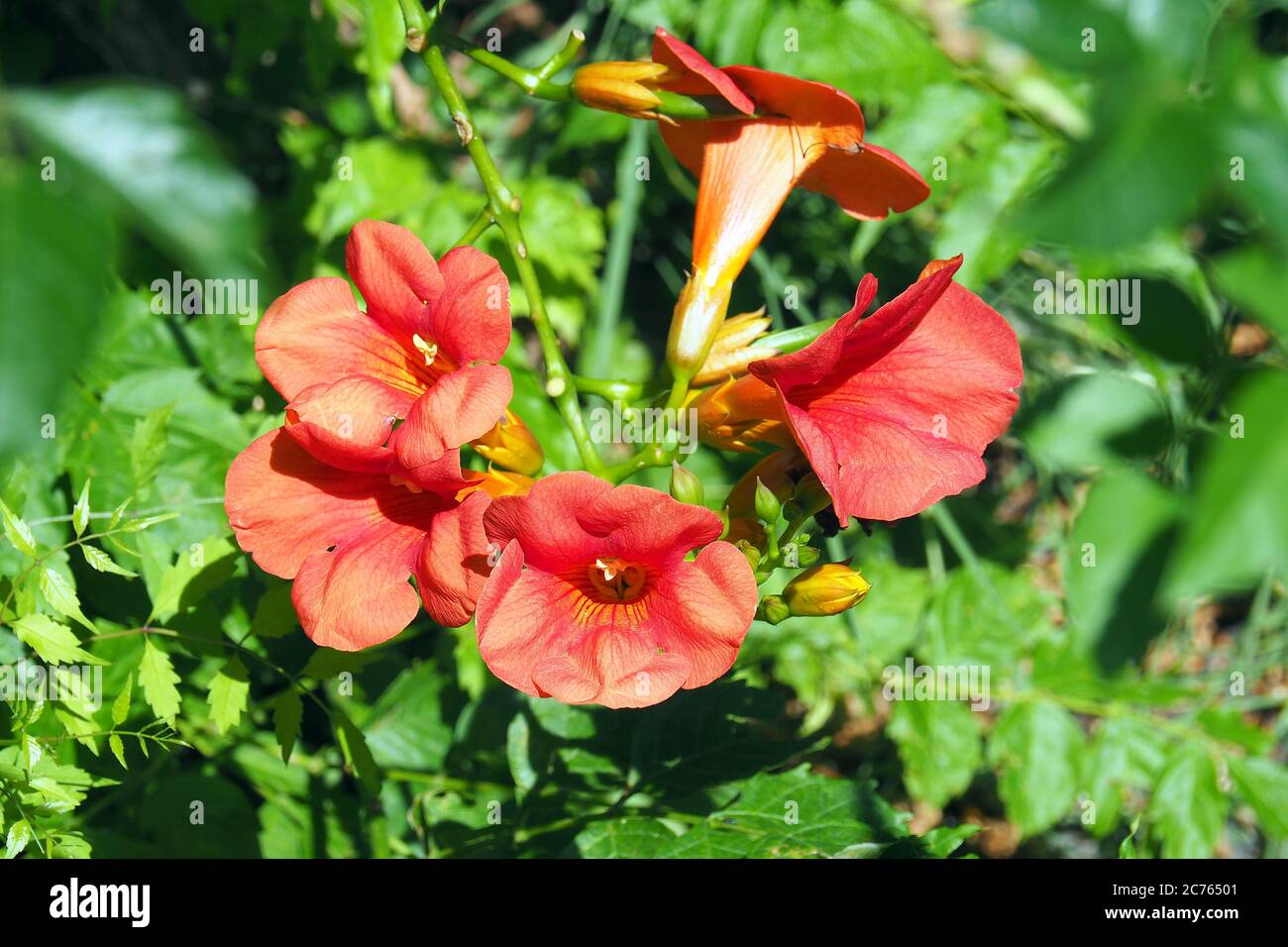 trumpet vine, trumpet creeper, hummingbird vine, Amerikanische