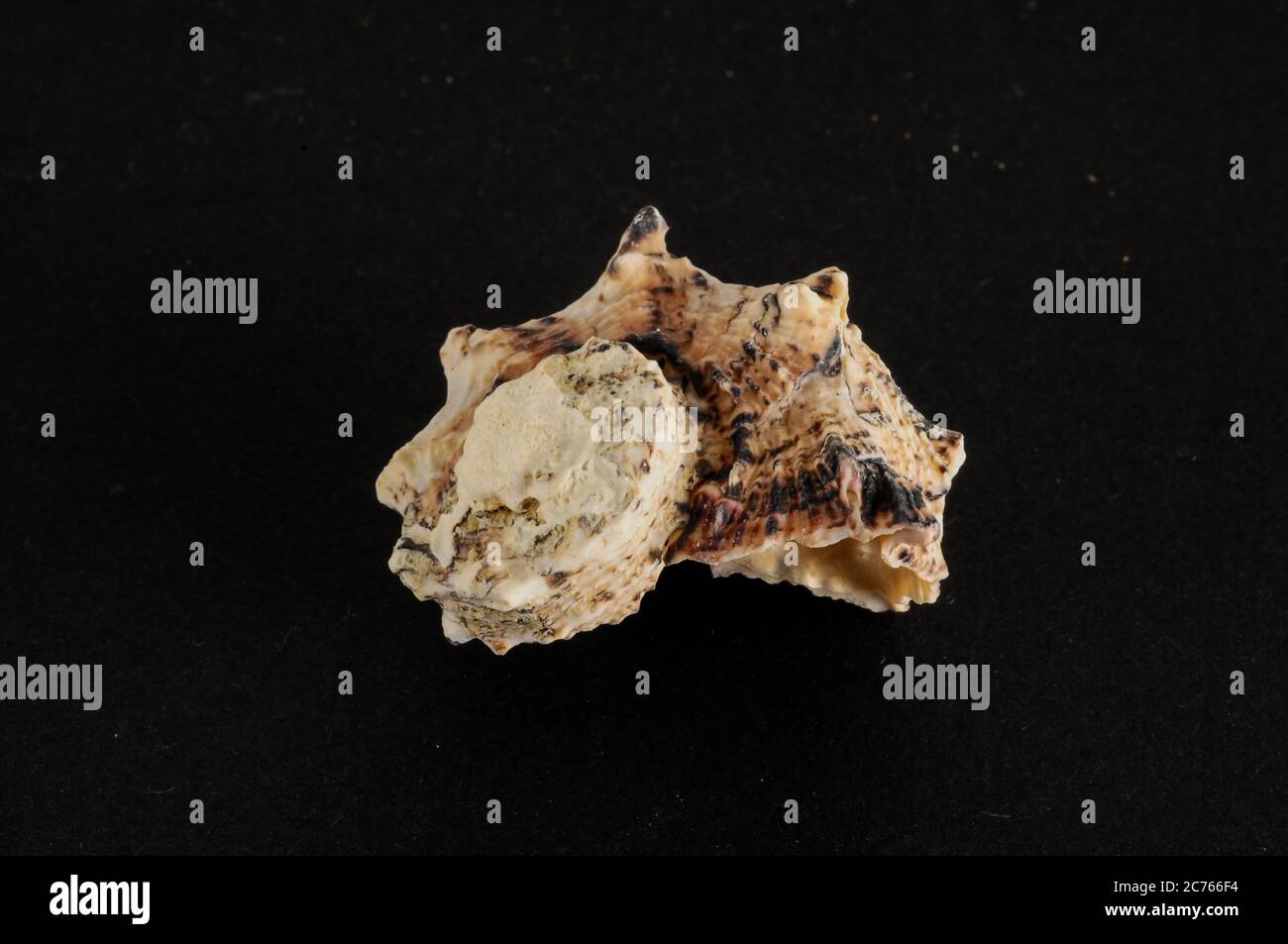 Photo picture of a Seashell background texture Stock Photo - Alamy