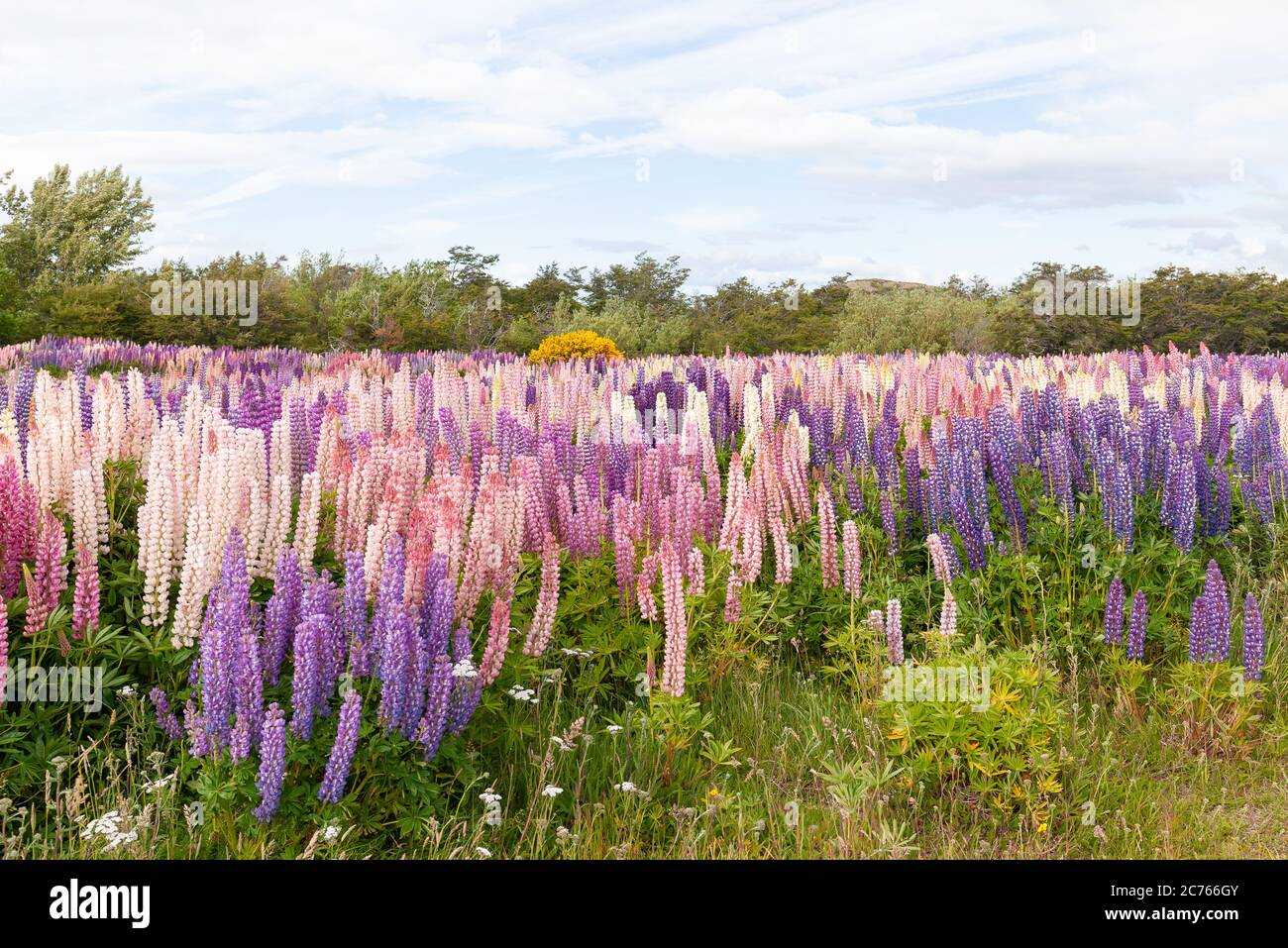 Lupinus, lupin, lupine field with pink purple and blue flowers. Bunch ...