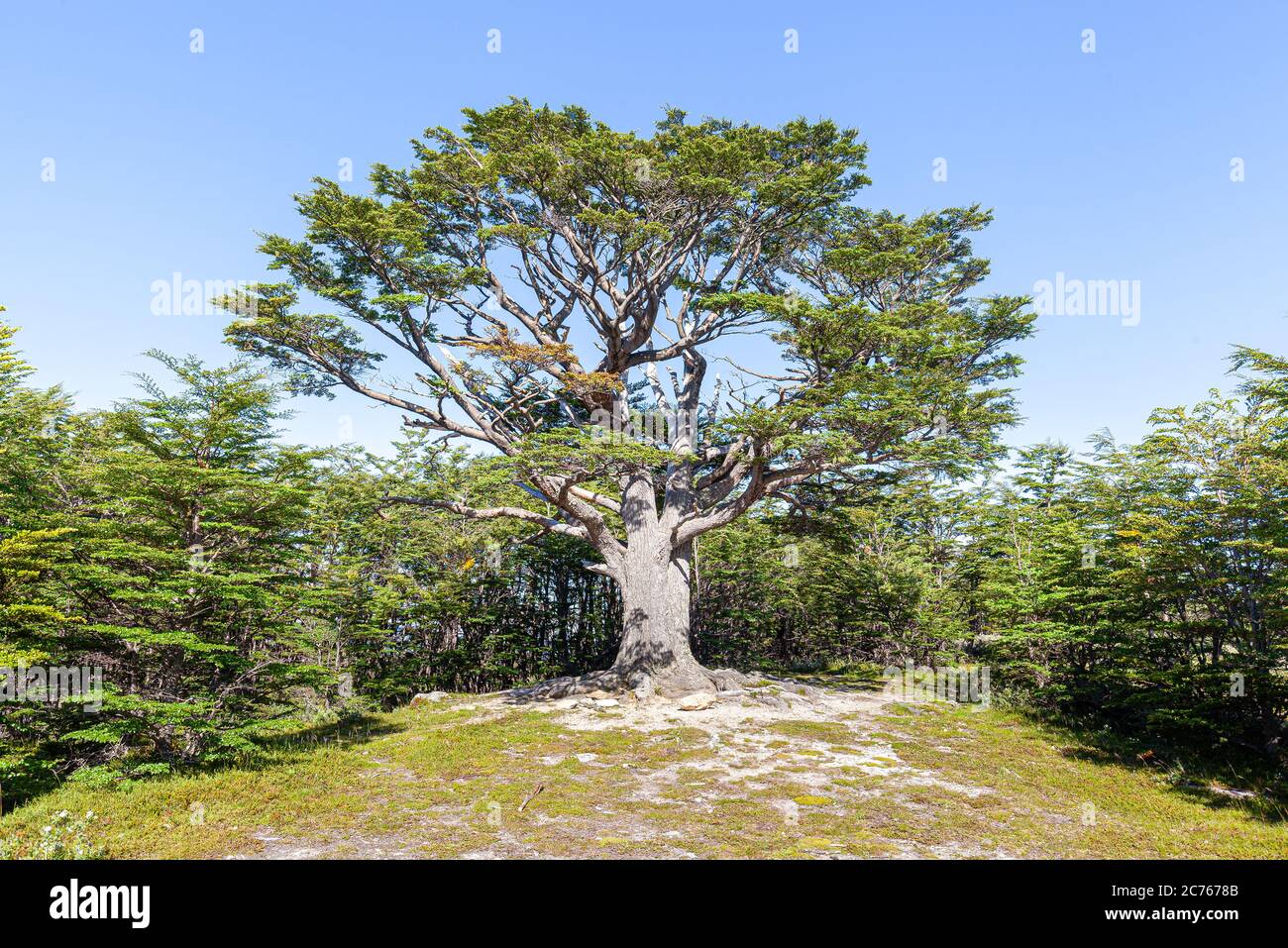 Fuego Tree Big tree at forest in Tierra del Fuego National Park - Ushuaia ...
