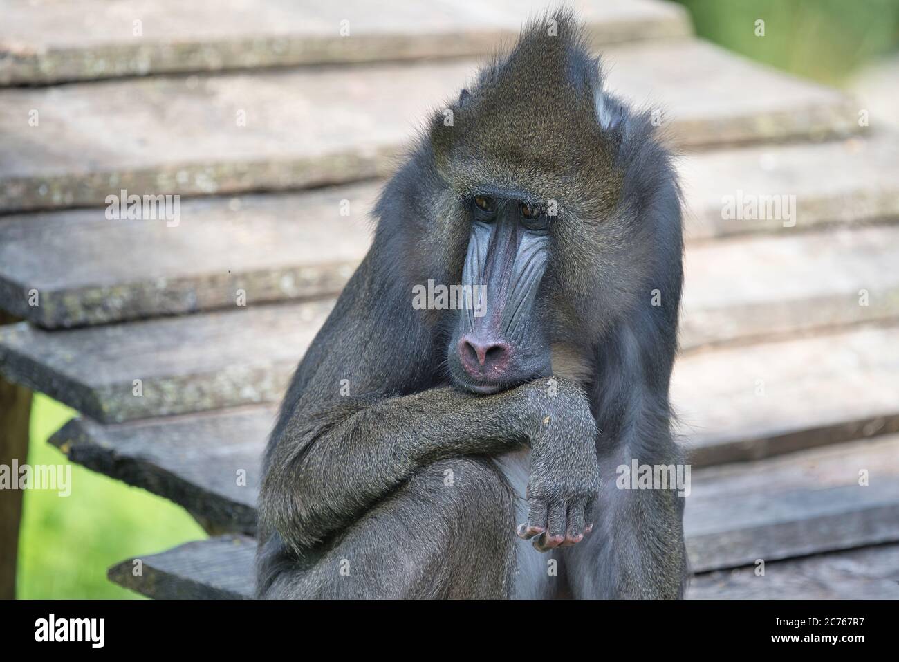 Mandrillus sphinx, Mandrill, Primat, Affe, Meerkatze, Mandrillus, Monkey, Mandrillus leucophaeus, mammal,  baboon, Stock Photo