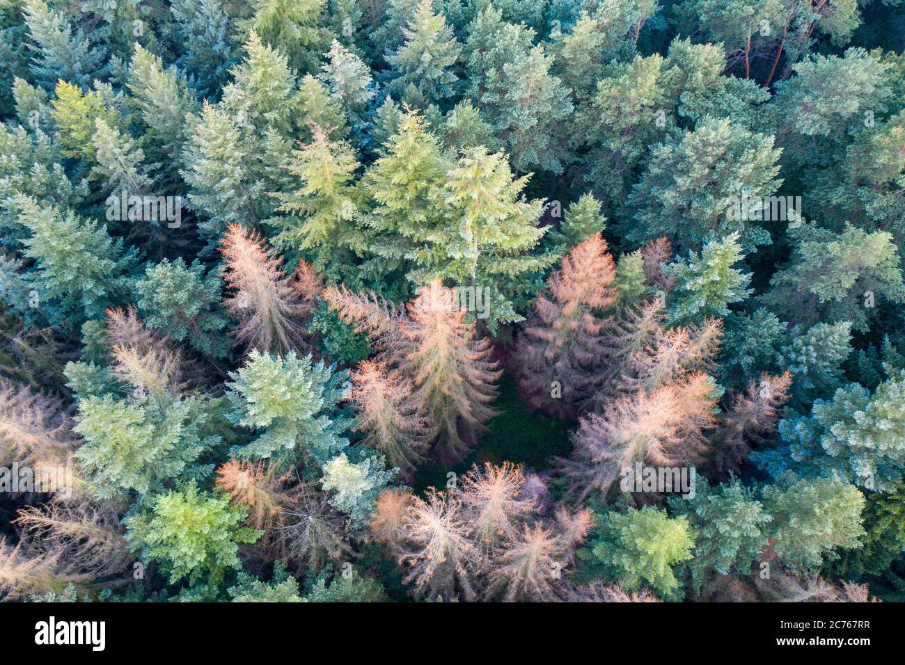 Bird's eye view of a forest Stock Photo