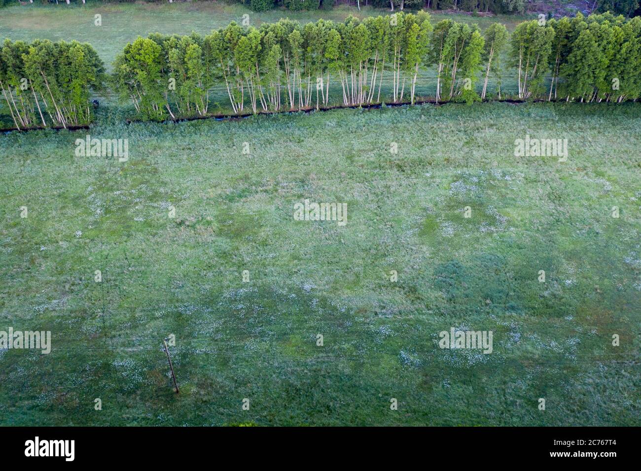 Germany, Friedensau, Bird's eye view of a forest Stock Photo