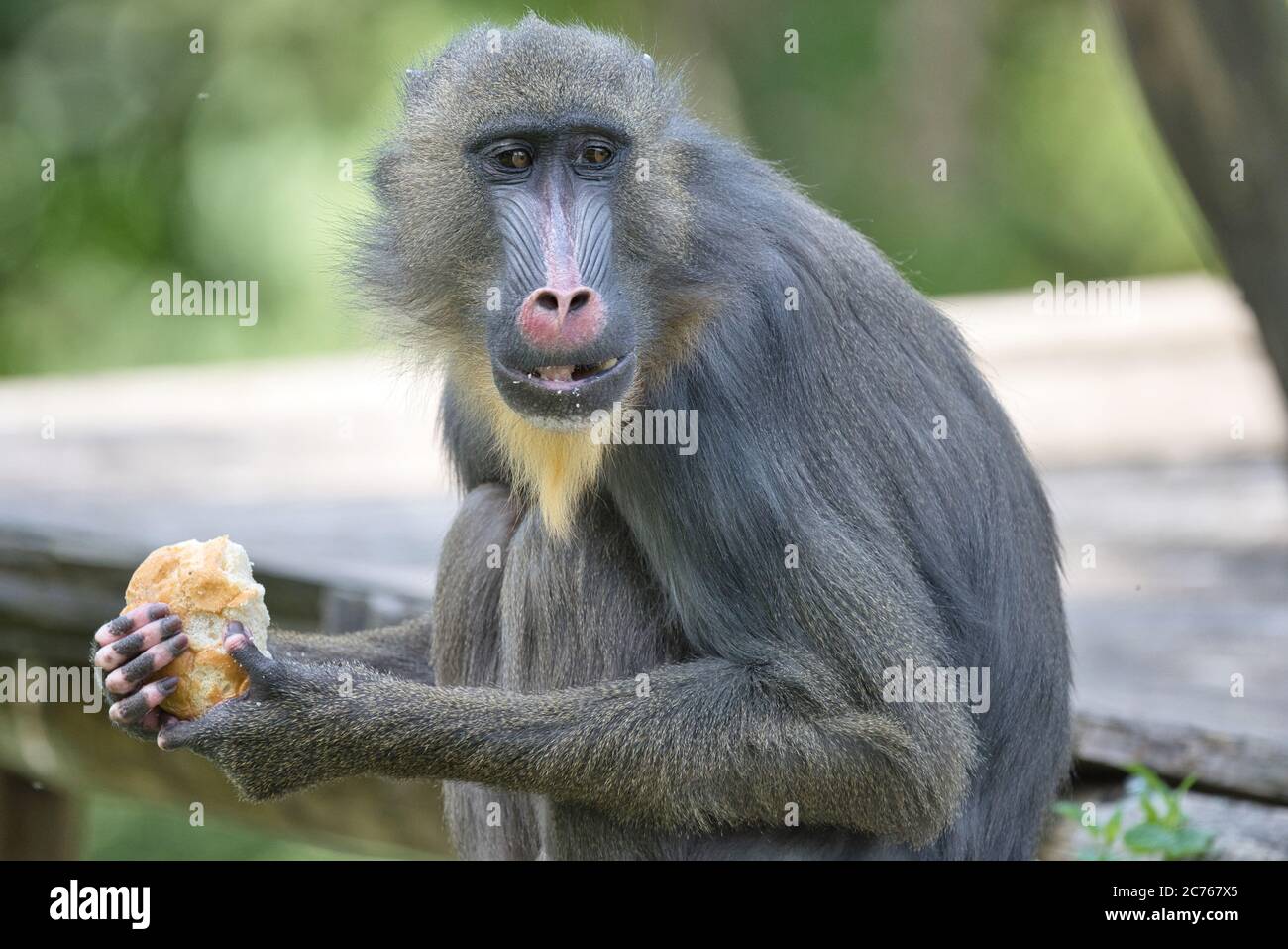 Mandrillus sphinx, Mandrill, Primat, Affe, Meerkatze, Mandrillus, Monkey, Mandrillus leucophaeus, mammal,  baboon, Stock Photo