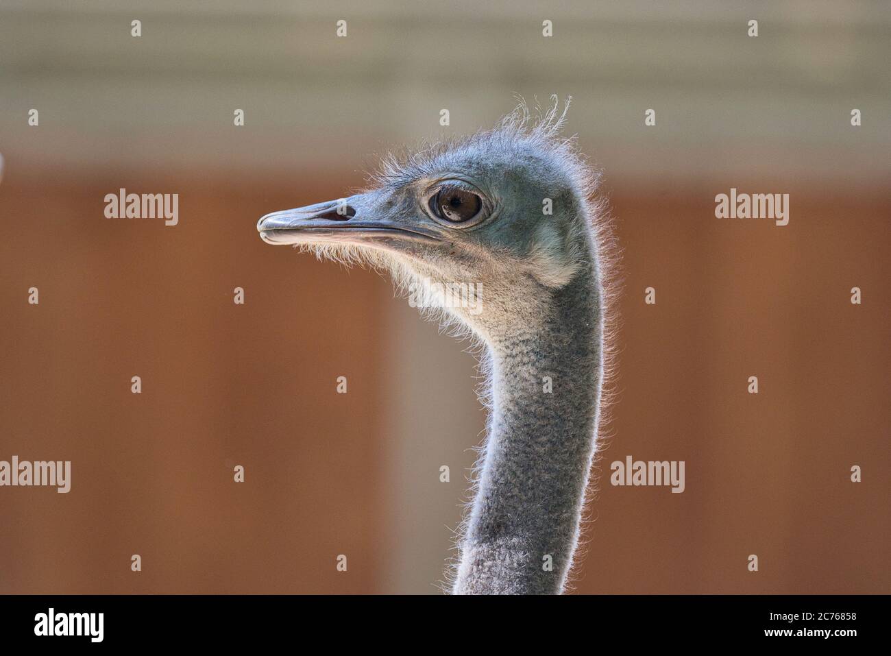 Struthio camelus, Afrikanischer Strauss, Strauss, Bird, Vogel, Common ostrich, Landvogel,  flightless bird , close up, ostrich, afrika, africa, Stock Photo