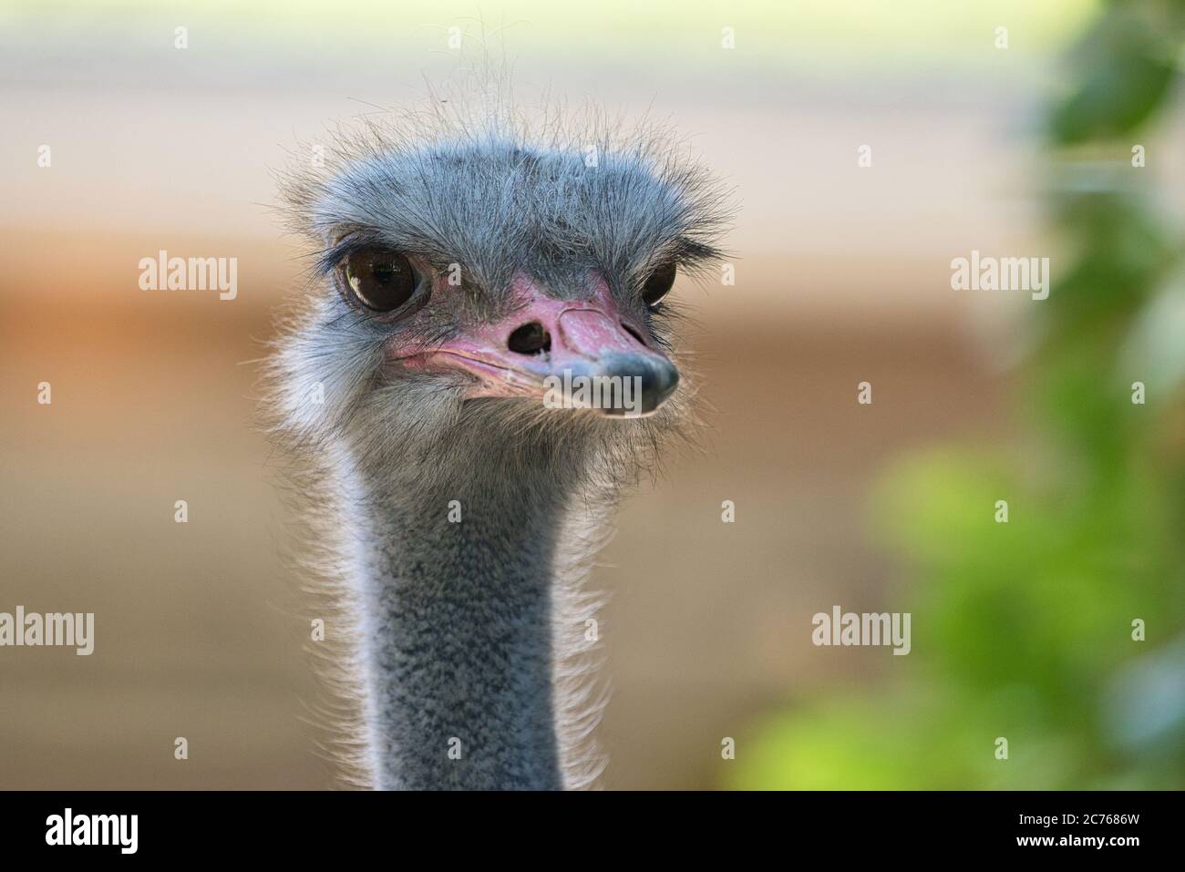 Struthio camelus, Afrikanischer Strauss, Strauss, Bird, Vogel, Common ostrich, Landvogel,  flightless bird , close up, ostrich, afrika, africa, Stock Photo