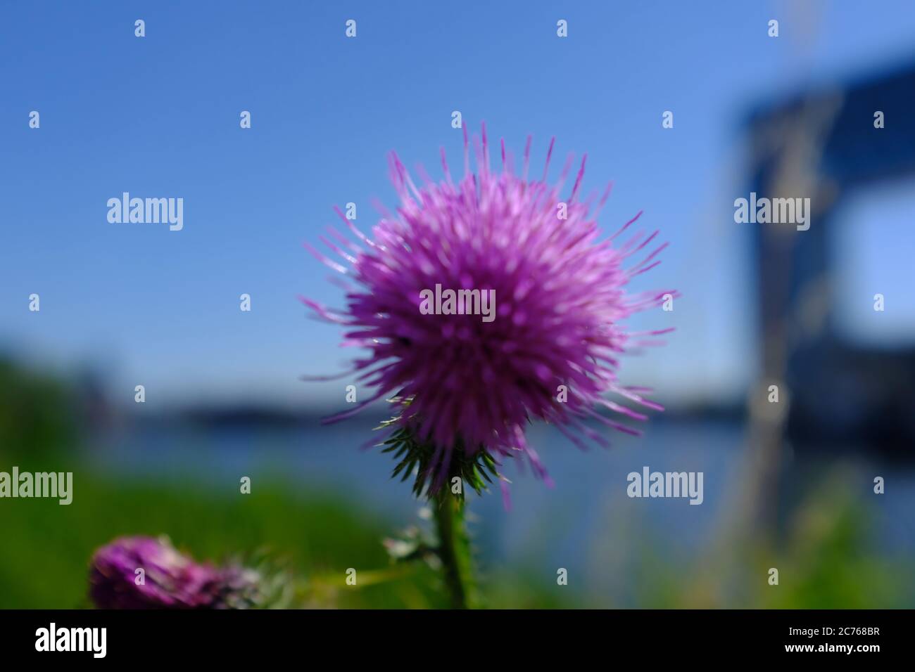 A purple thistle with a blue sky in the background Stock Photo