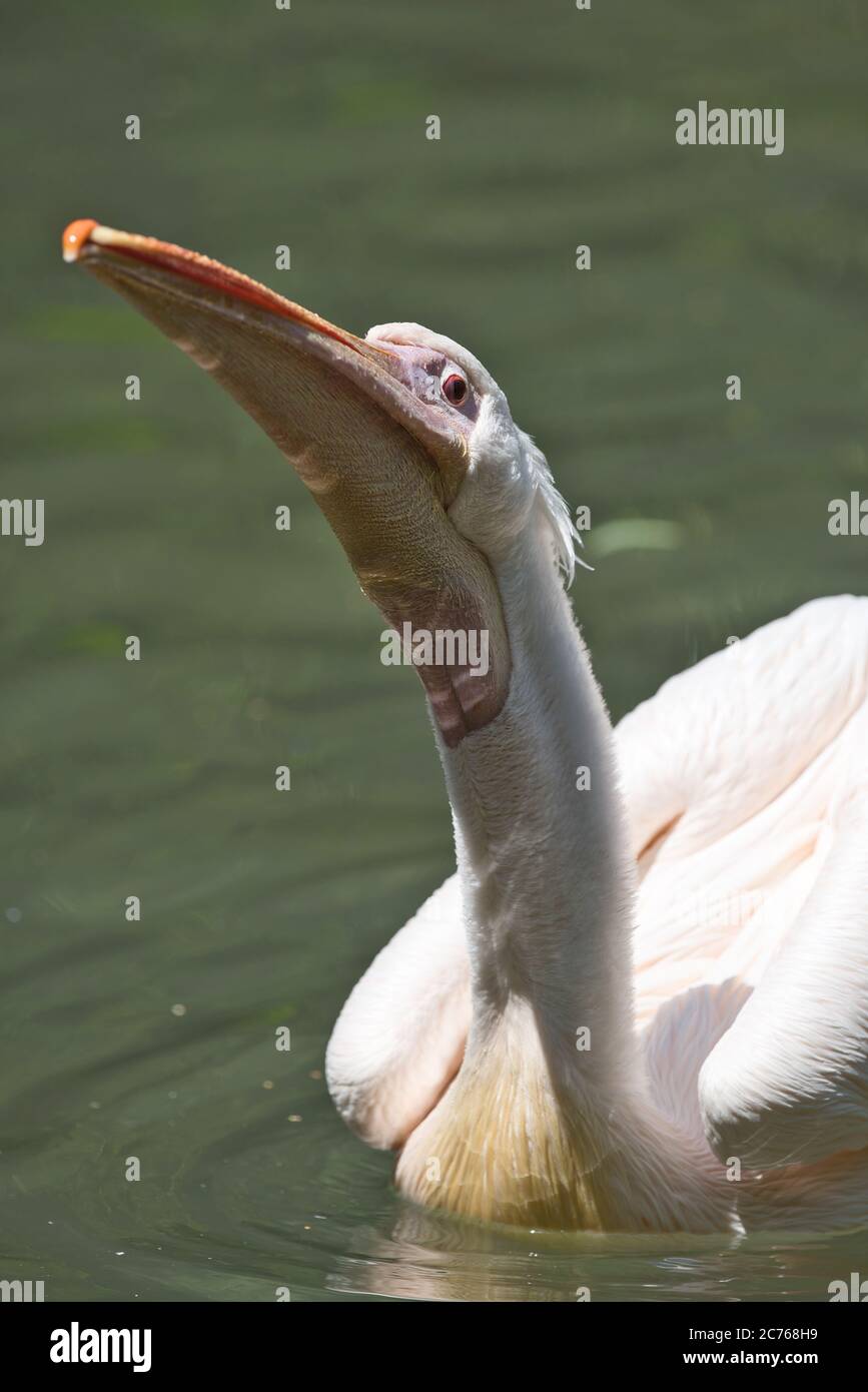 Rosa Pelikan, Pelikan, Vogel, Wasservogel, Bird, waterbird, Pelecanus onocrotalus, Great white pelican, eastern white pelican, rosy pelican, Wasser, Stock Photo