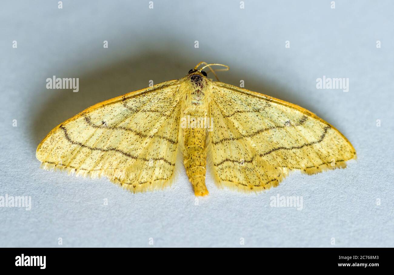 Idaea aversata Riband Wave Moth Stock Photo
