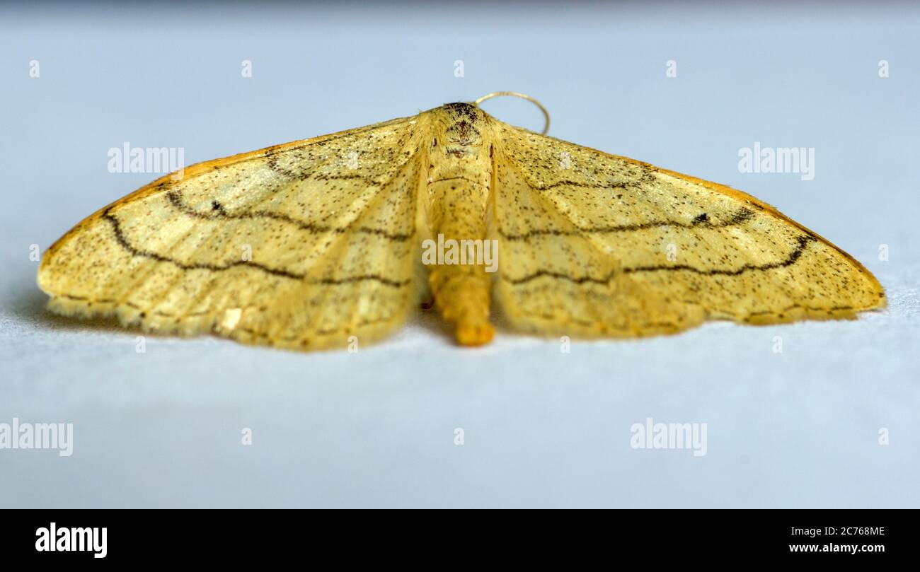Idaea aversata Riband Wave Moth Stock Photo