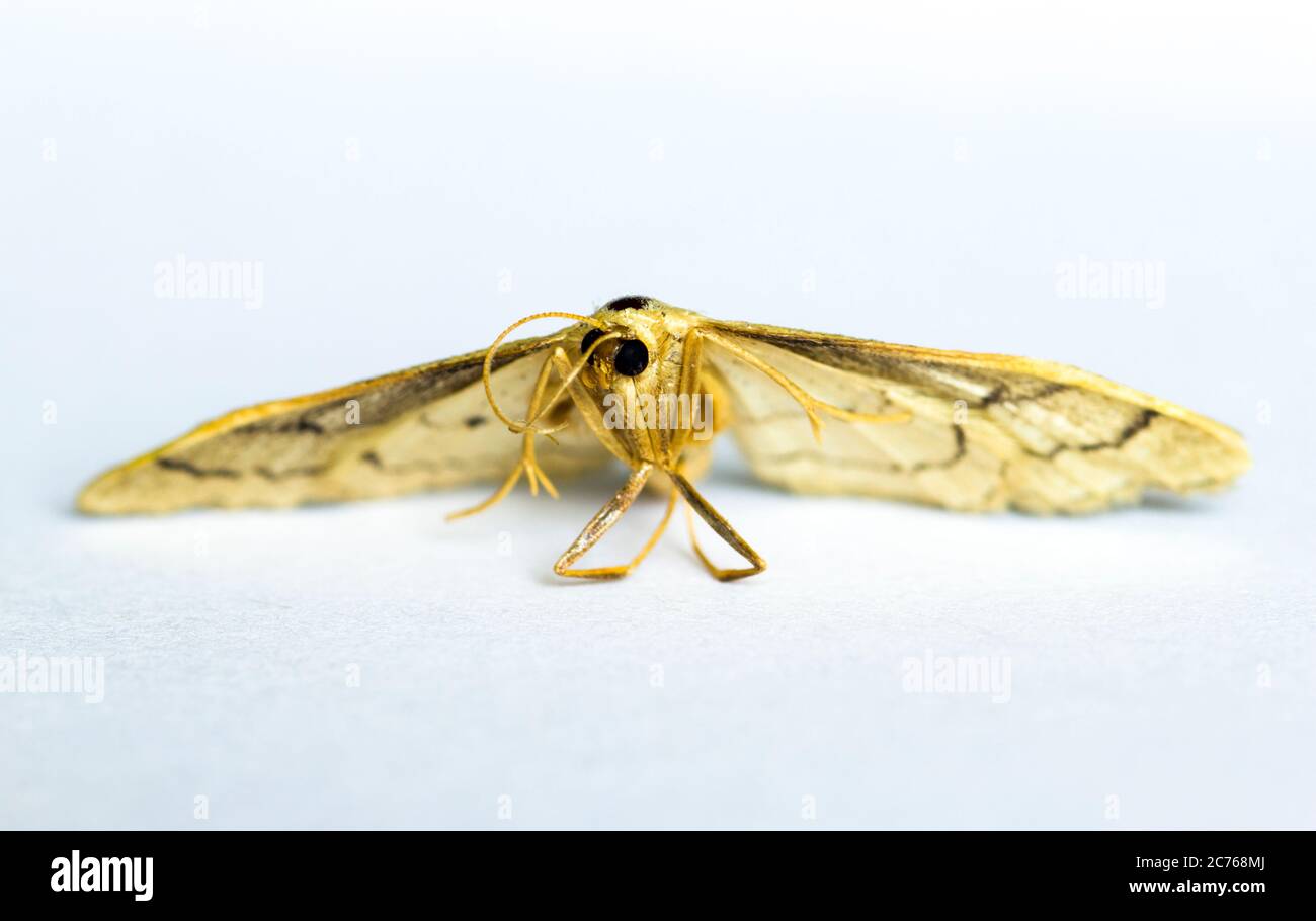 Idaea aversata Riband Wave Moth Stock Photo