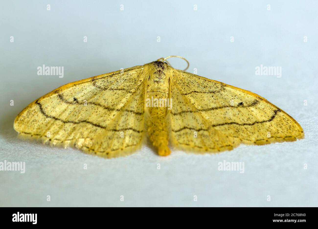 Idaea aversata Riband Wave Moth Stock Photo