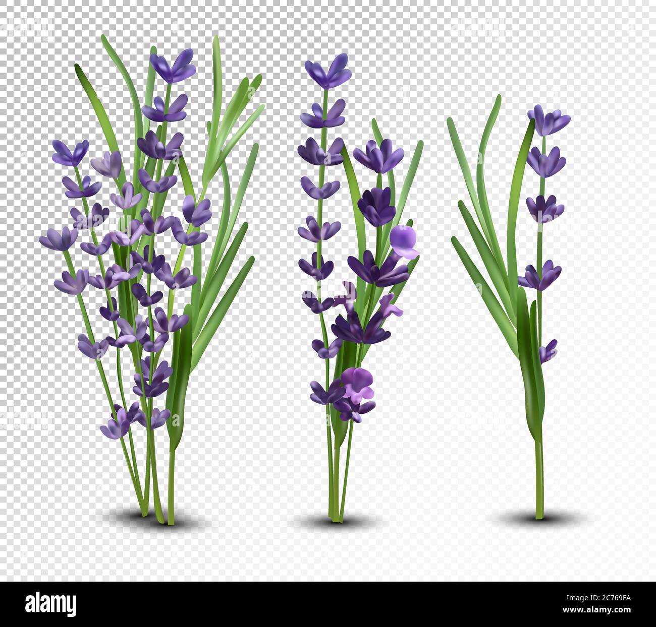 3D realistic flowers lavender with green leaf. Collection bouquet ...