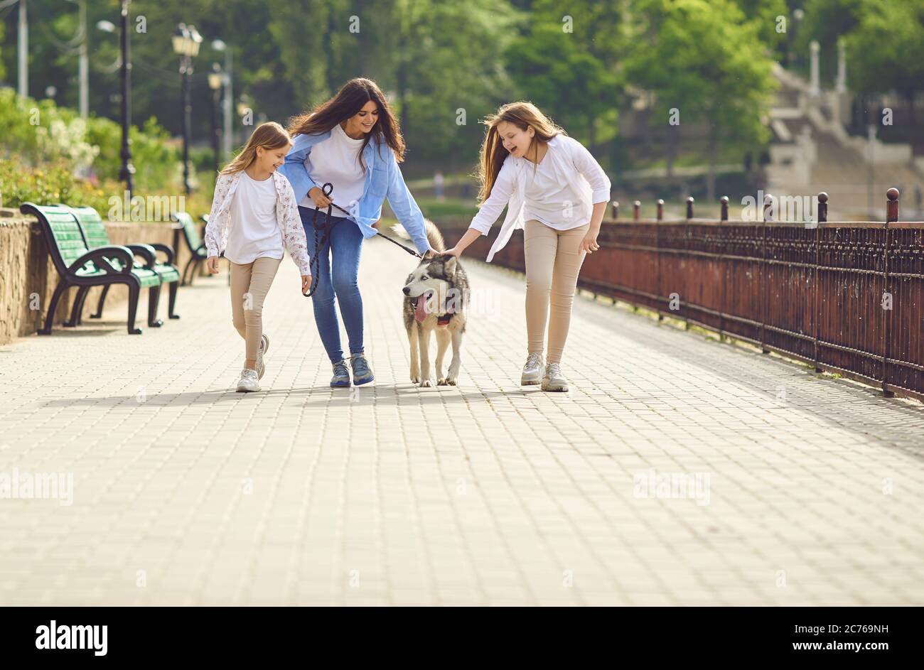 Husky dog and family play fun in the summer park. Stock Photo