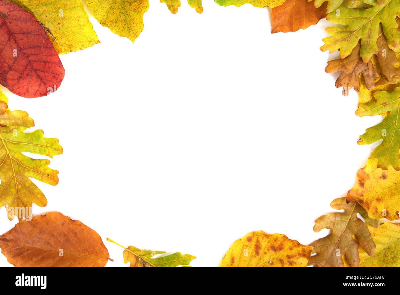 Frame from the autumn leaves isolated on white background Stock Photo ...