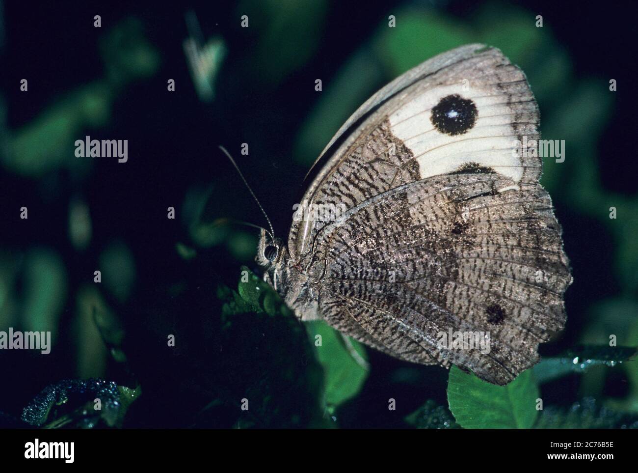 Wood nymph butterfly Stock Photo
