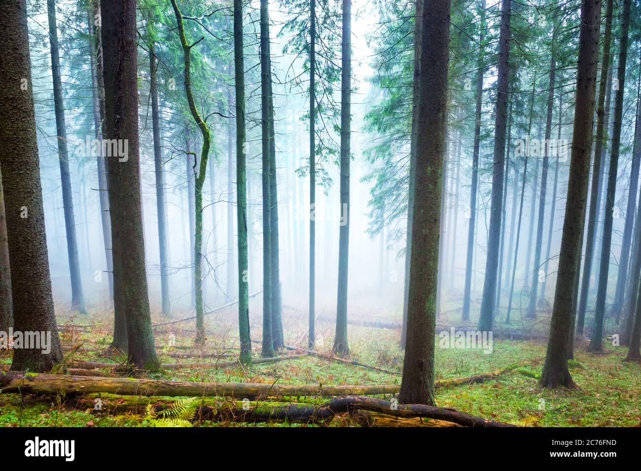 Mysterious fog in the light green forest with pine trees Stock Photo ...