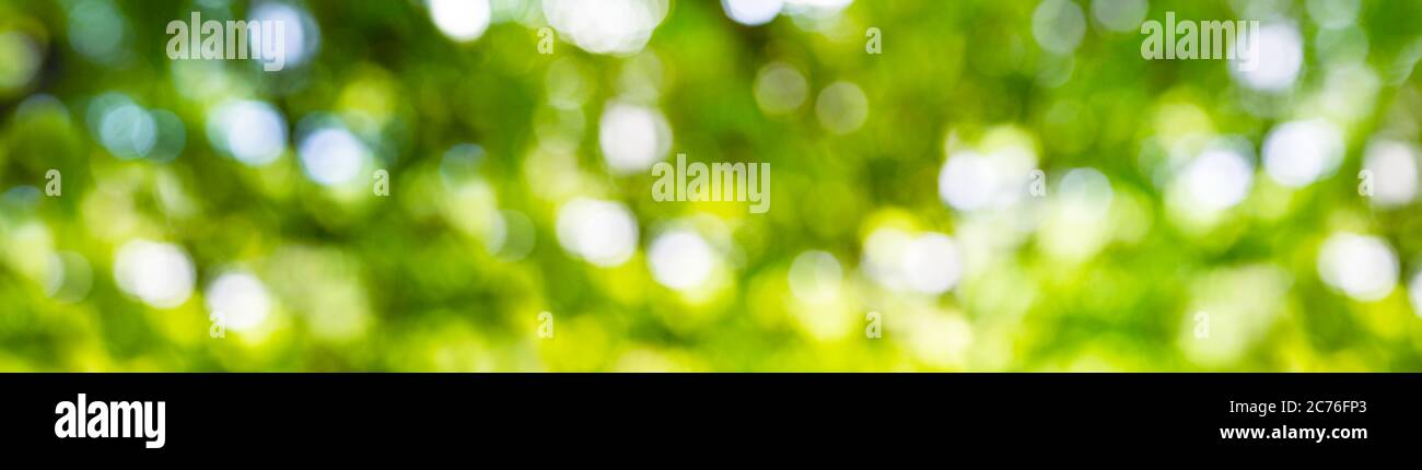 Blurred image of natural background with plants and bokeh light. Abstract green bokeh. Stock Photo