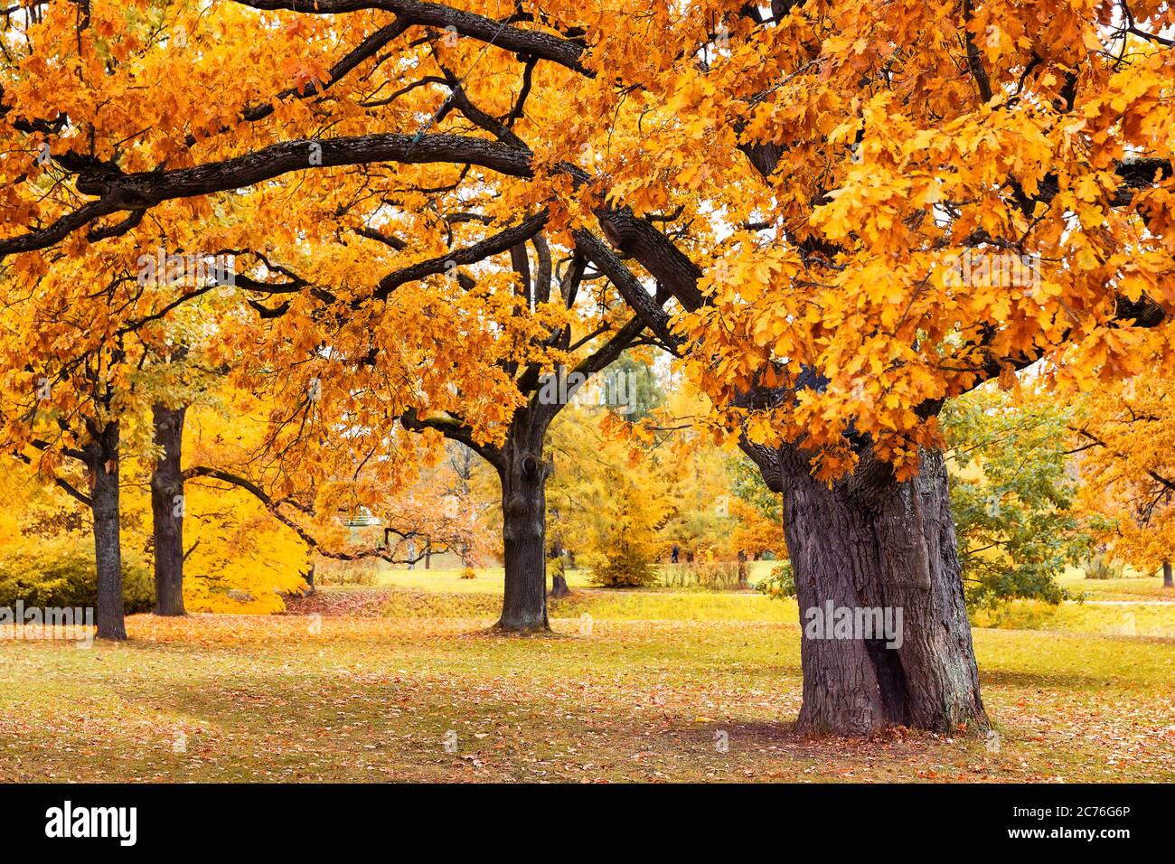 Autumn landscape, beautiful city park with fallen yellow leaves. Autumn ...