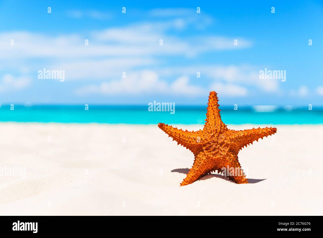 Starfish on the white sandy beach Stock Photo