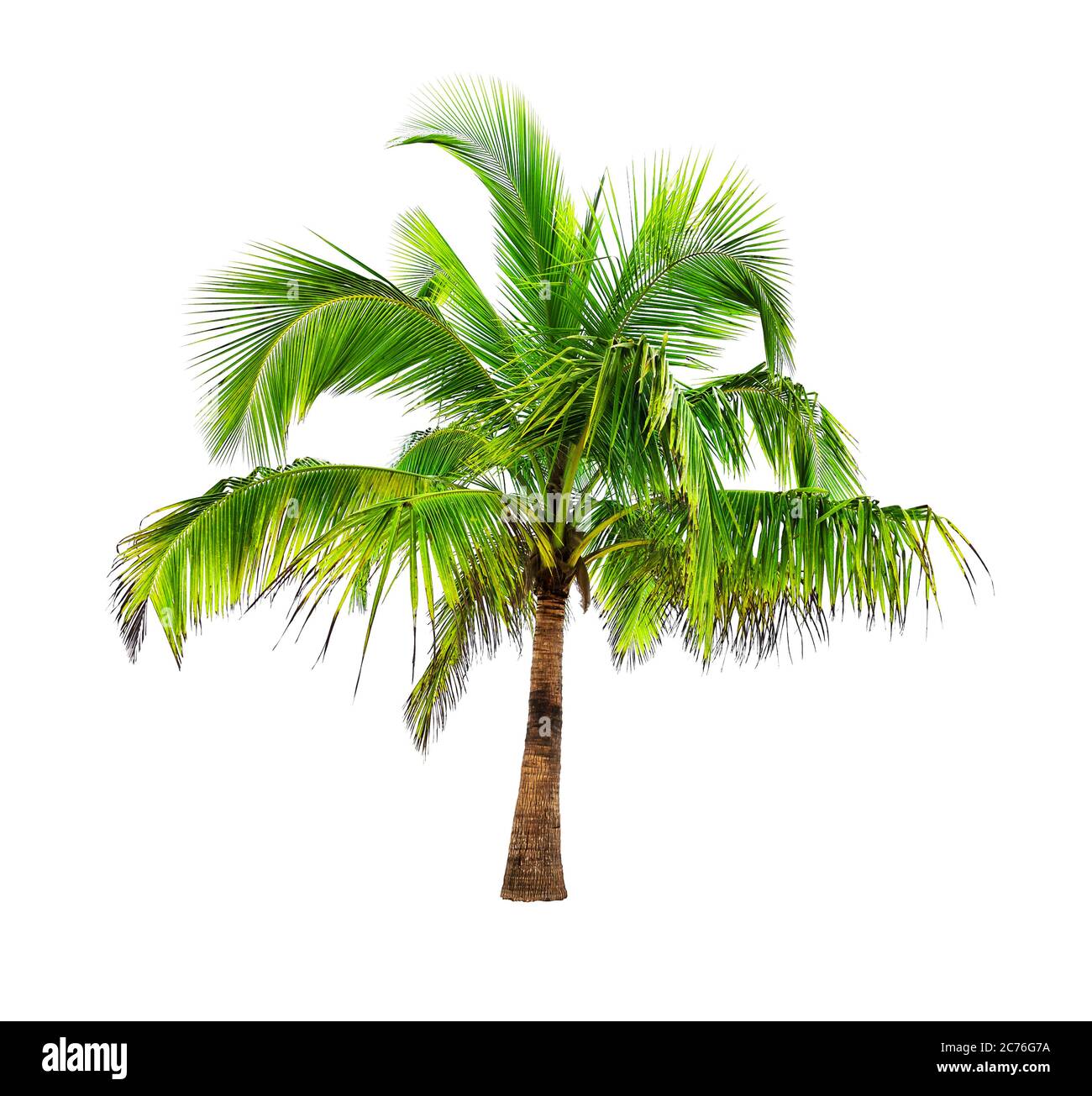 Coconut palm trees isolated on a white background Stock Photo