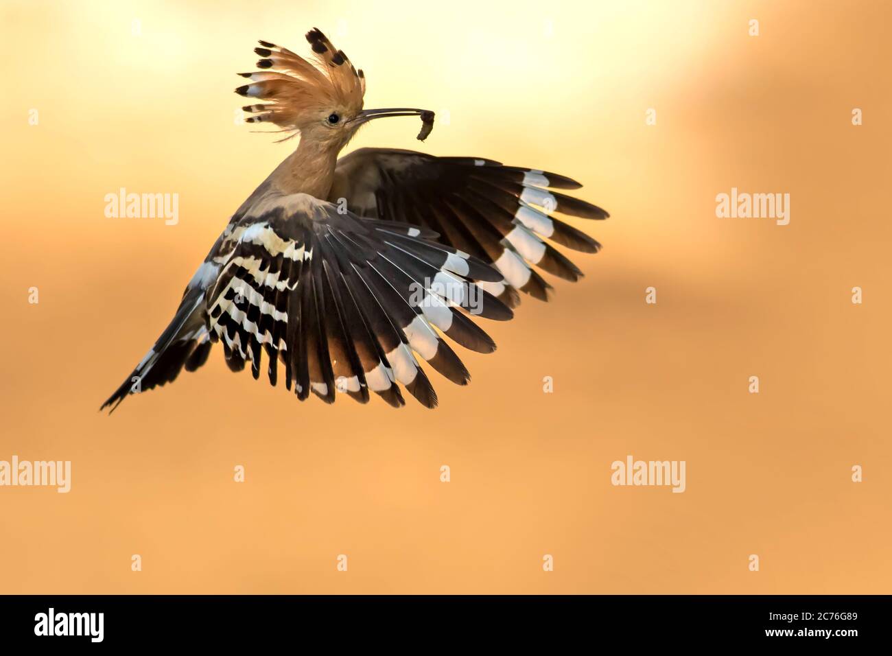 Hoopoe bird hi-res stock photography and images - Alamy