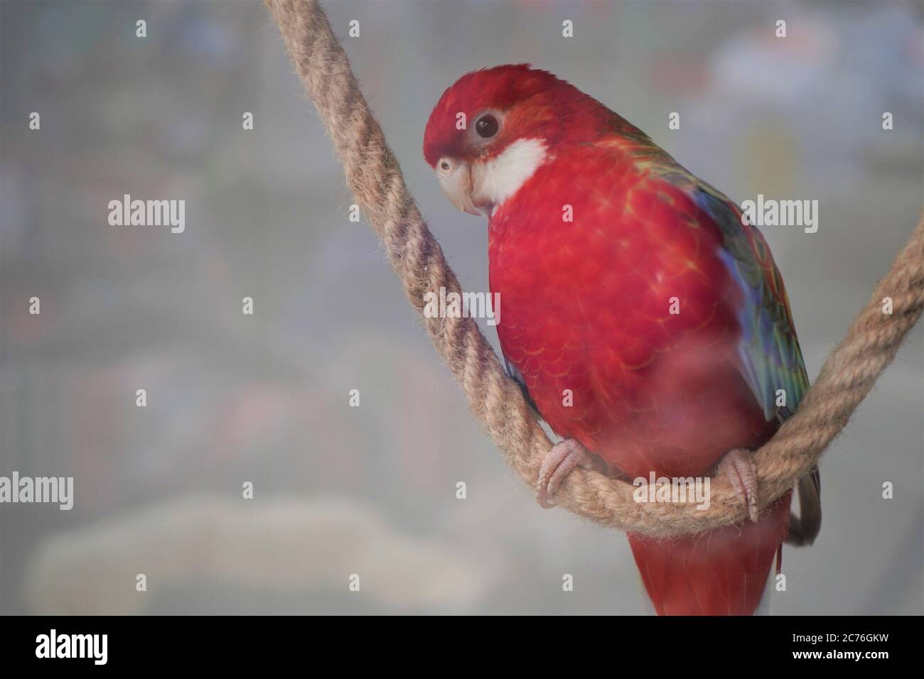 Large pink rosella Platycercus elegans parrot siting on a rope in a pet shope window,close-up. Stock Photo