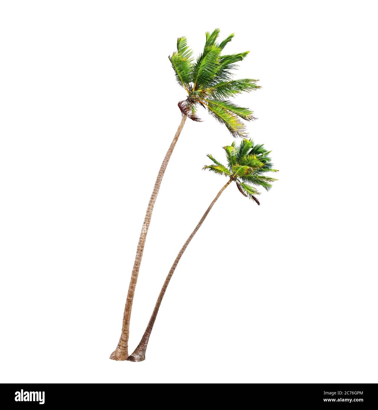 Coconut palm trees isolated on a white background Stock Photo