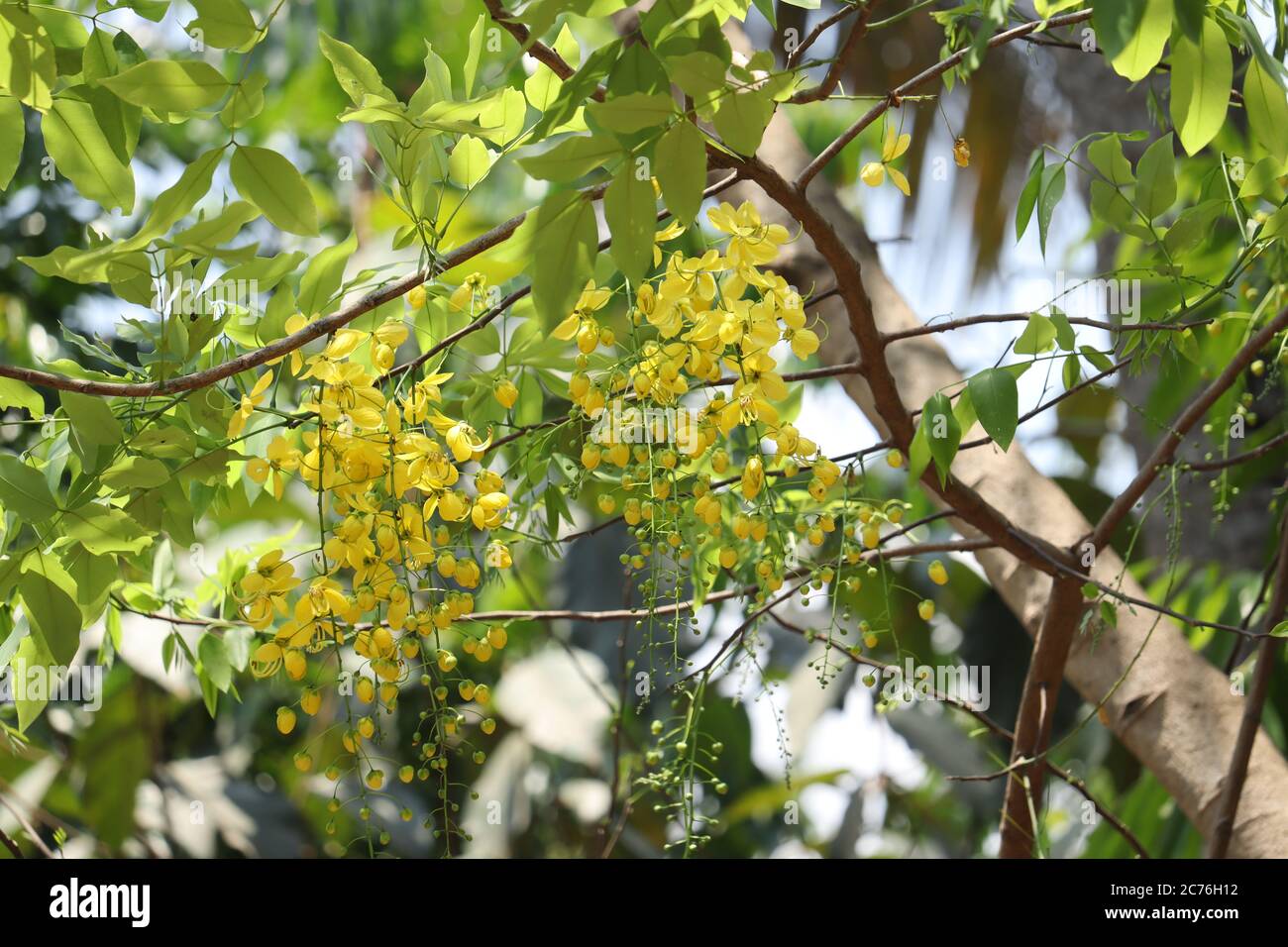 kanikonna high resolution stock photography and images alamy https www alamy com branch with yellow flower kanikonna in kerala image365865390 html