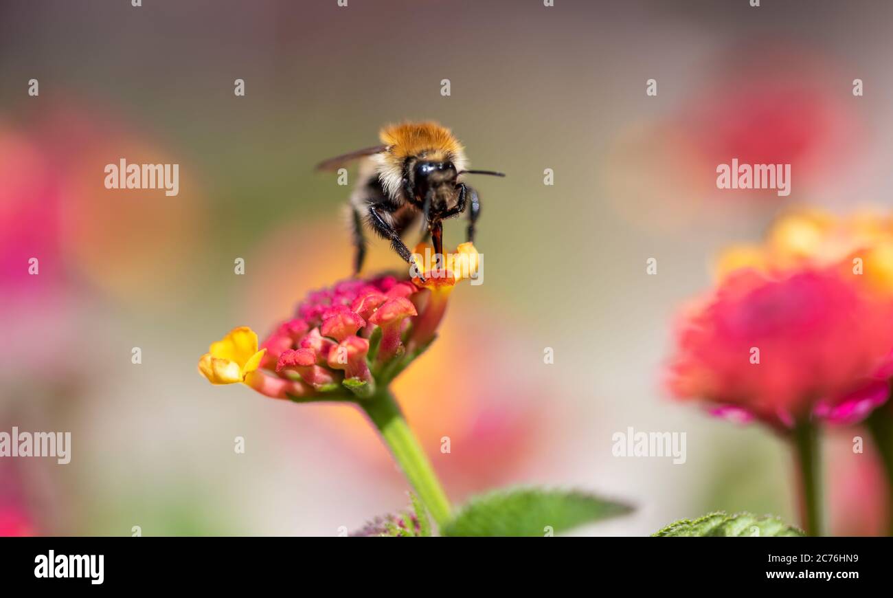 Close up view of a bee gathering nectar on a yellow and pink flower. Isolated on a nice blurred bokeh background. Stock Photo