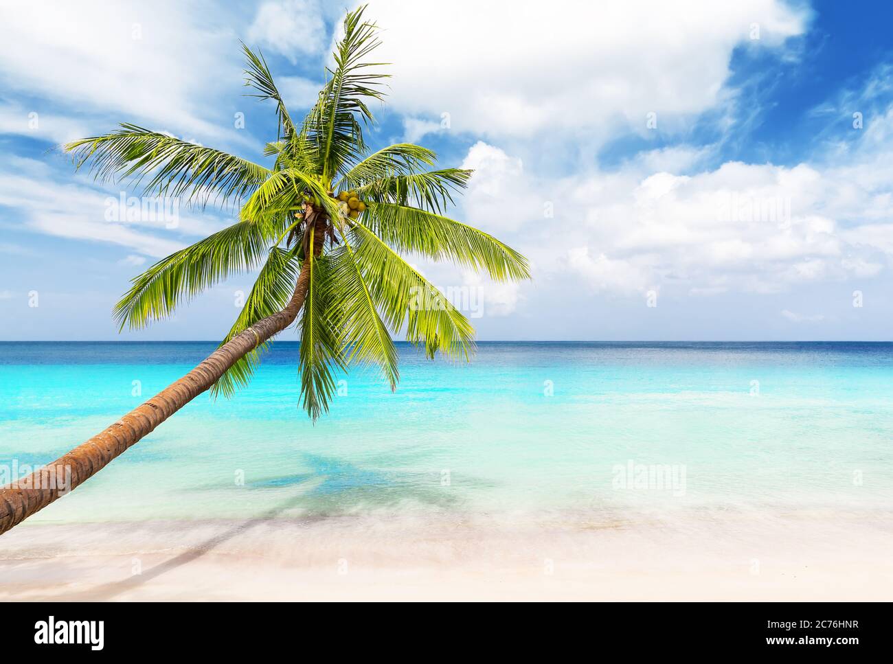Coconut Palm trees on white sandy beach in Punta Cana, Dominican Republic. Vacation holidays background wallpaper. View of nice tropical beach. Stock Photo