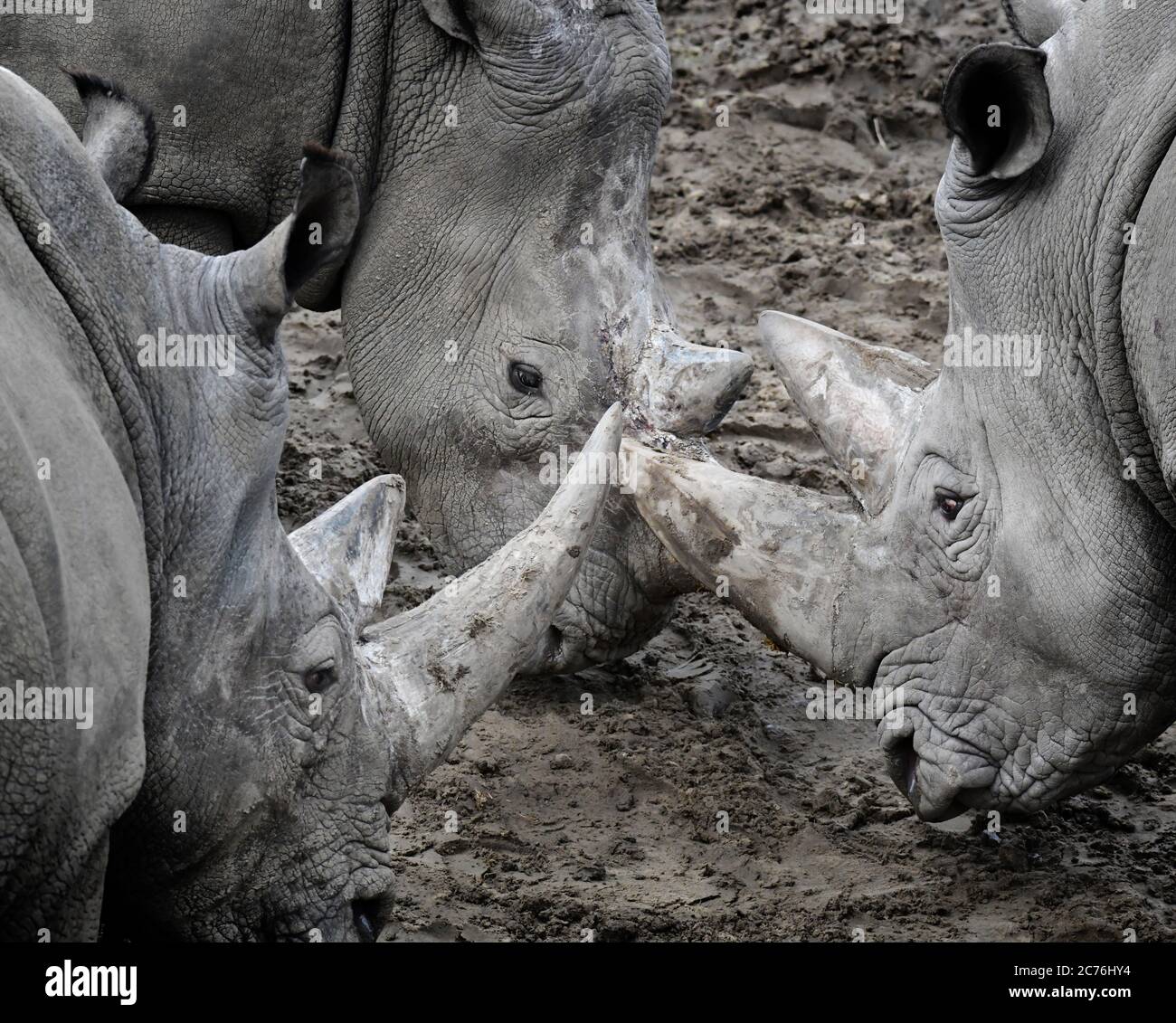 Wildlands zoo rhino hi-res stock photography and images - Alamy