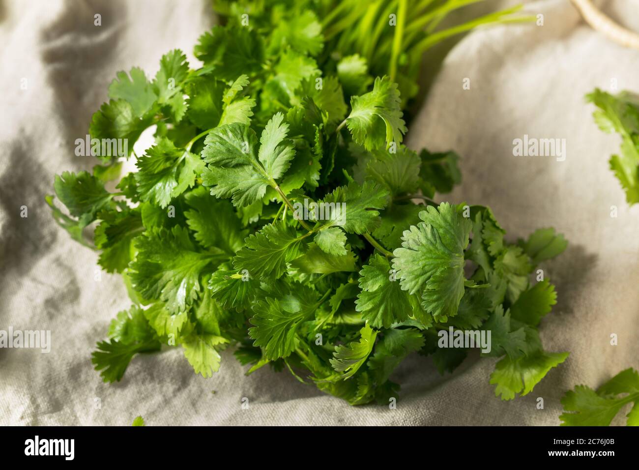 Raw Green Organic Cilantro Bunch Ready to Cook With Stock Photo Alamy