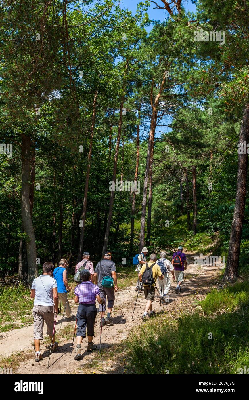 A group of walkers hike a trail through a forest on a summer's day Stock Photo