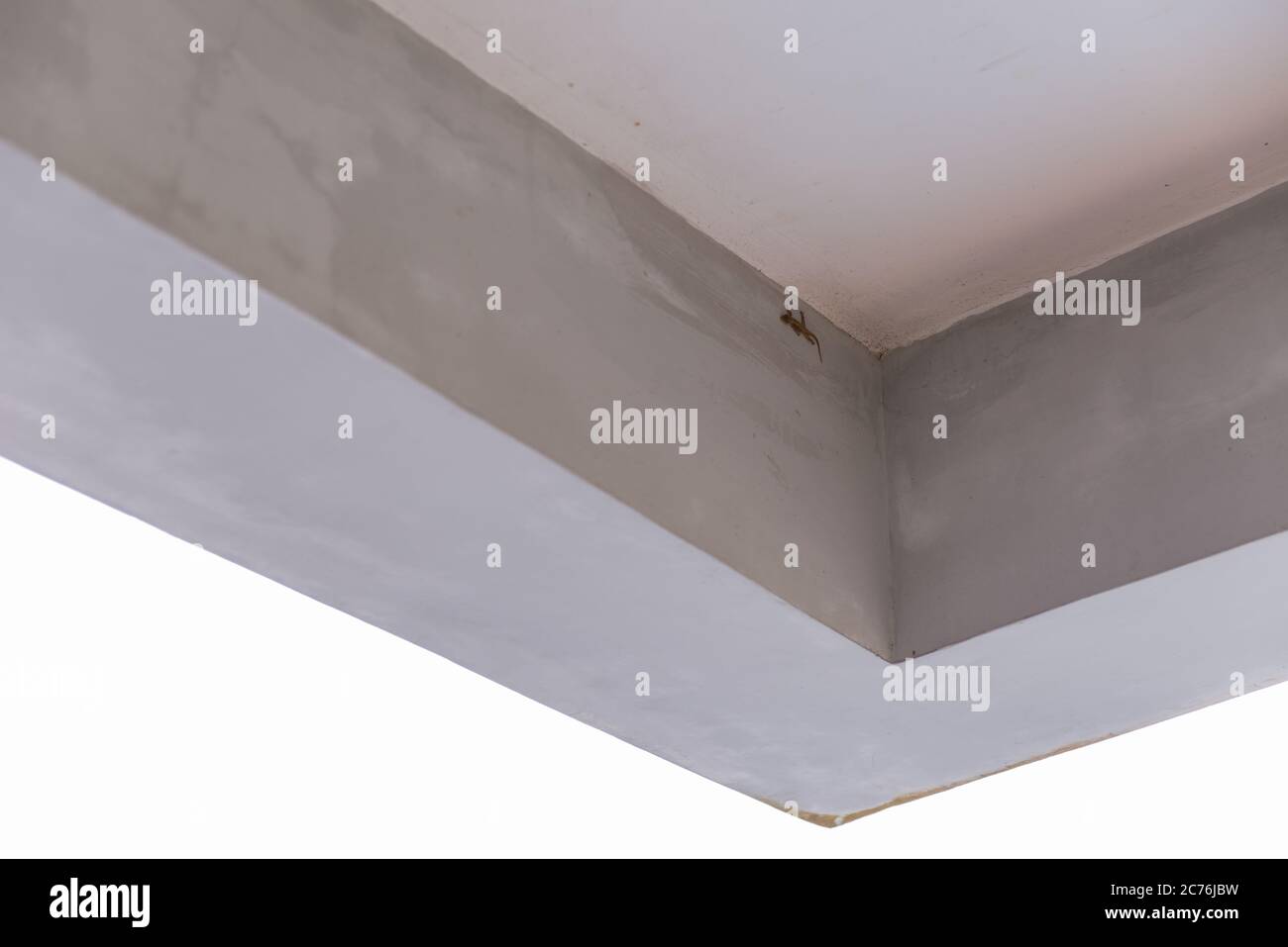 Gecko lizard on ceiling Stock Photo Alamy