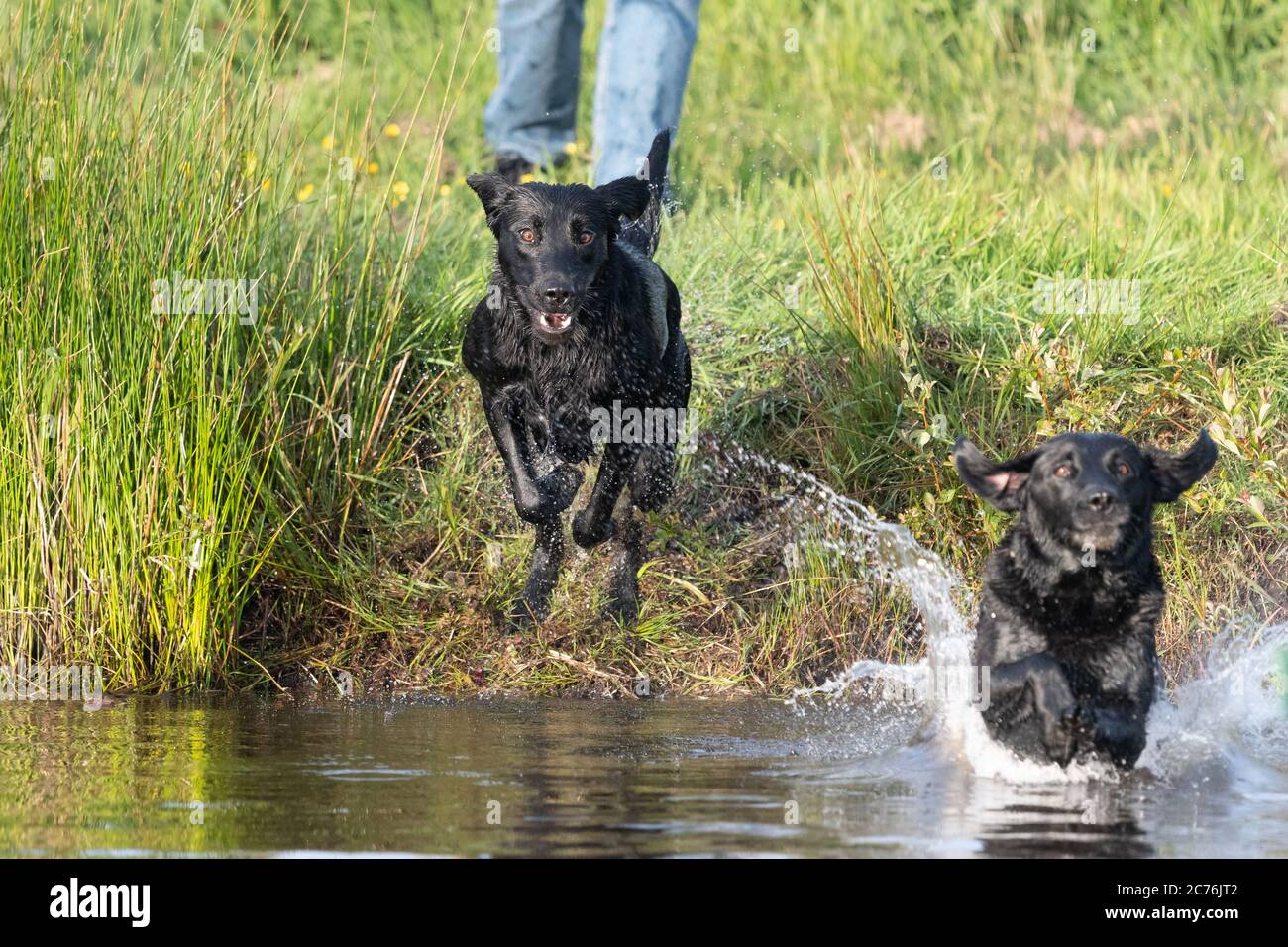 Labrador Retrievers Jumping Into Water High Resolution Stock Photography And Images Alamy