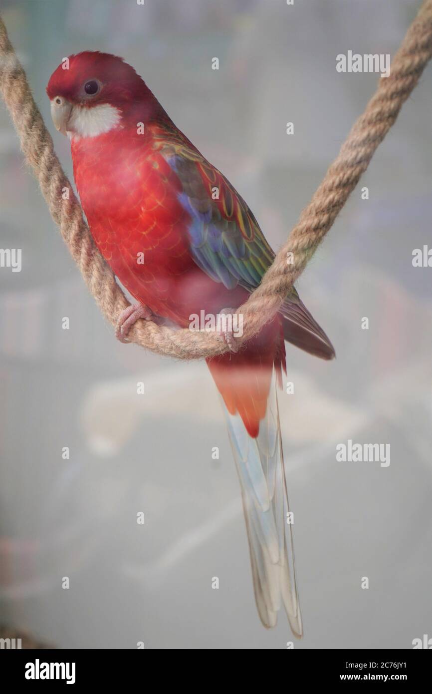Large pink rosella Platycercus elegans parrot siting on a rope in a pet shope window,close-up. Stock Photo