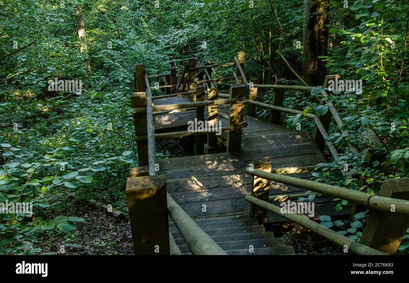 Green forest national park, wood walking trail stairs Stock Photo Alamy