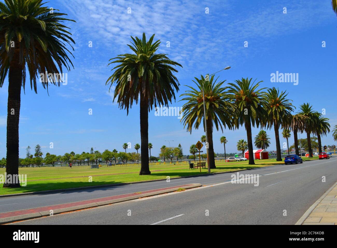 Street with palm trees in Perth, Australia Stock Photo Alamy