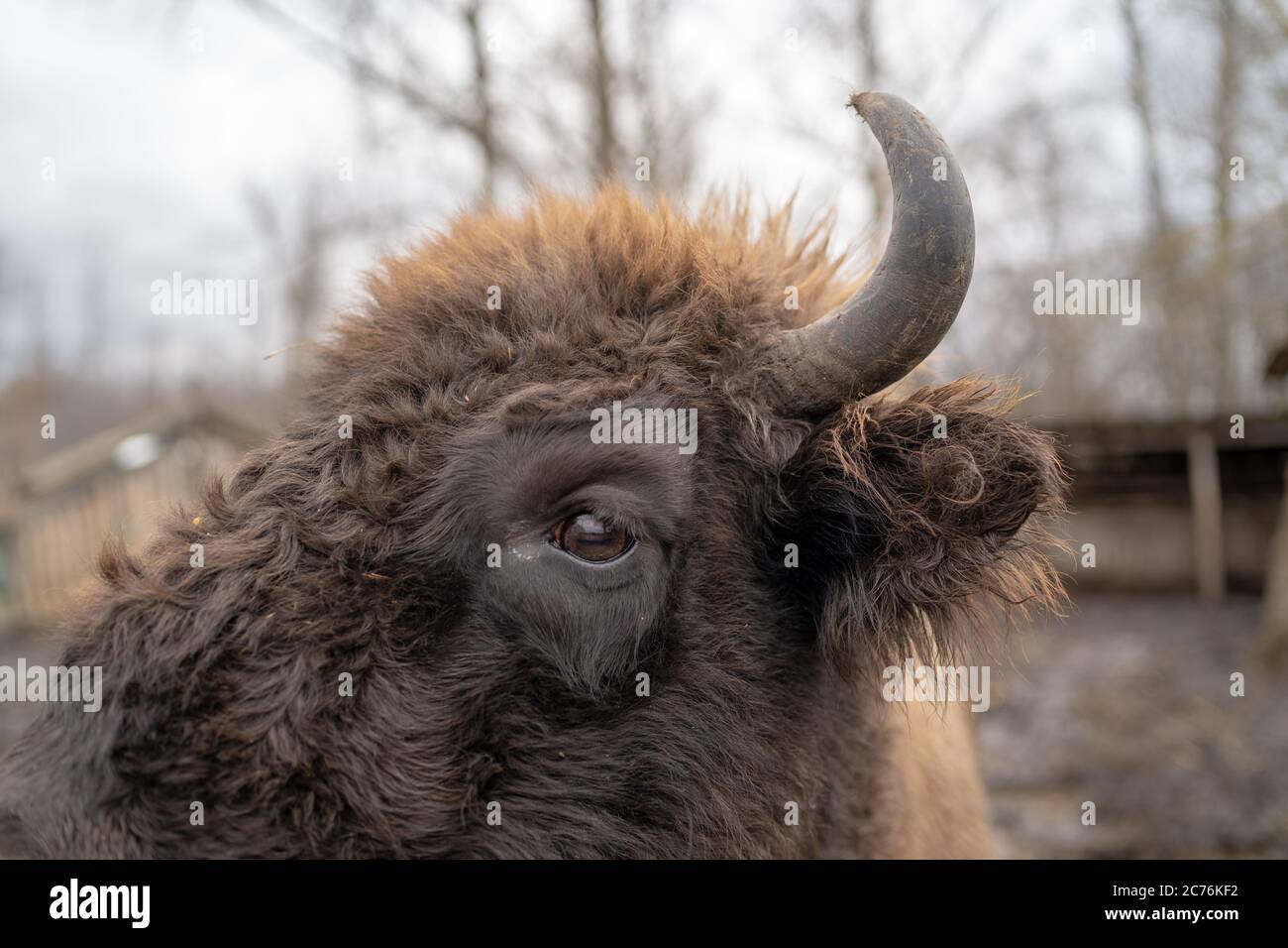 Close up of large brown buffalo in enclosure. Horned buffalo in preserve park. Stock Photo