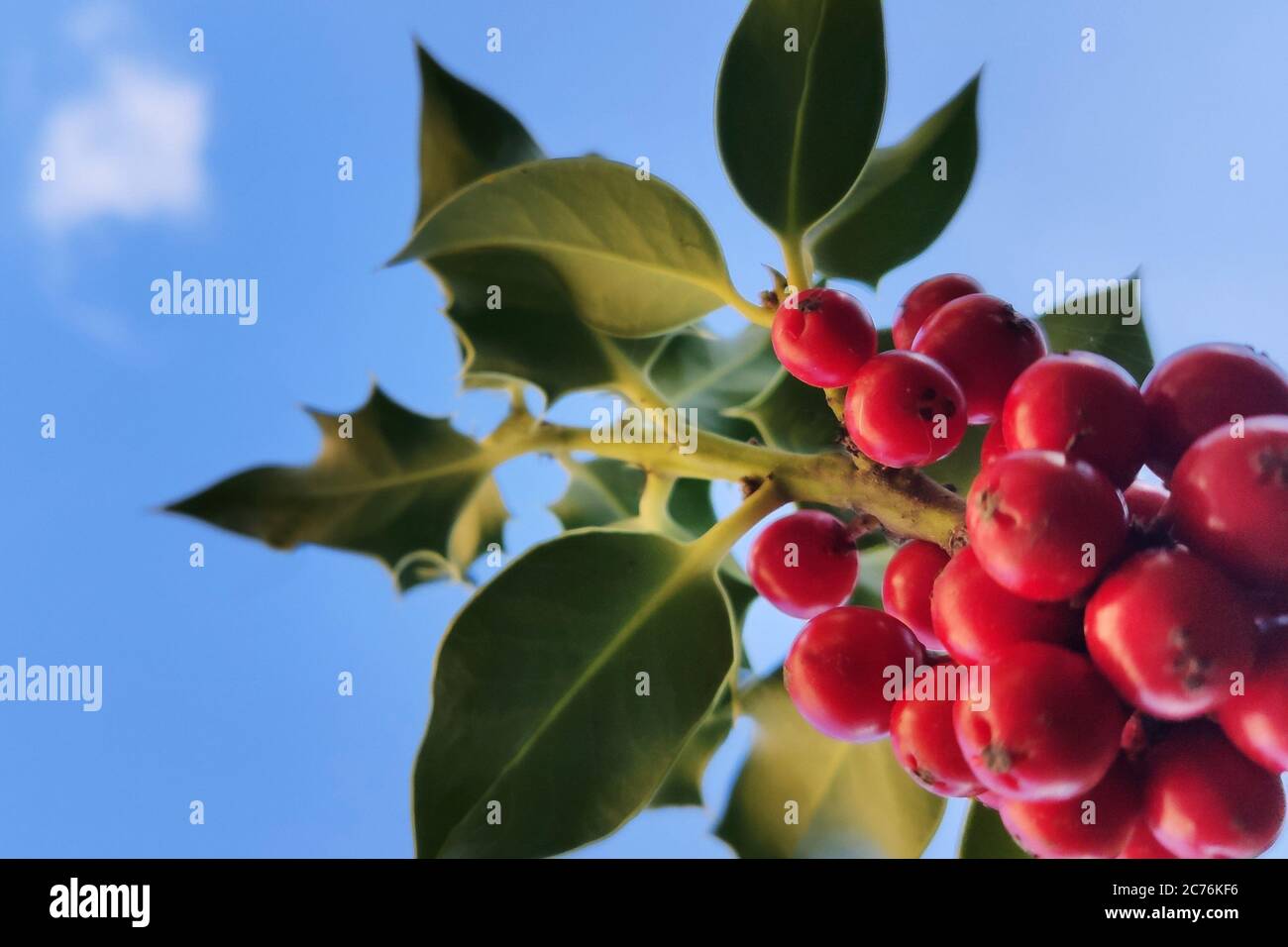 Holly bush with red berries. Symbol of Christmas in Europe. Closeup of ...