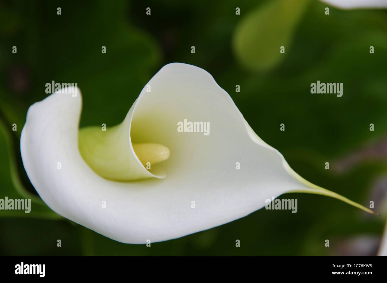 lilies Stock Photo