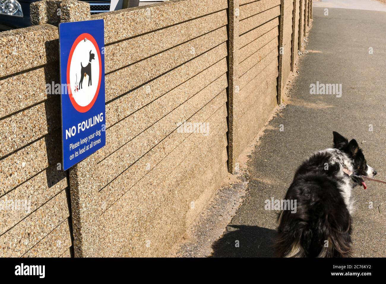 keep your dog on a leash