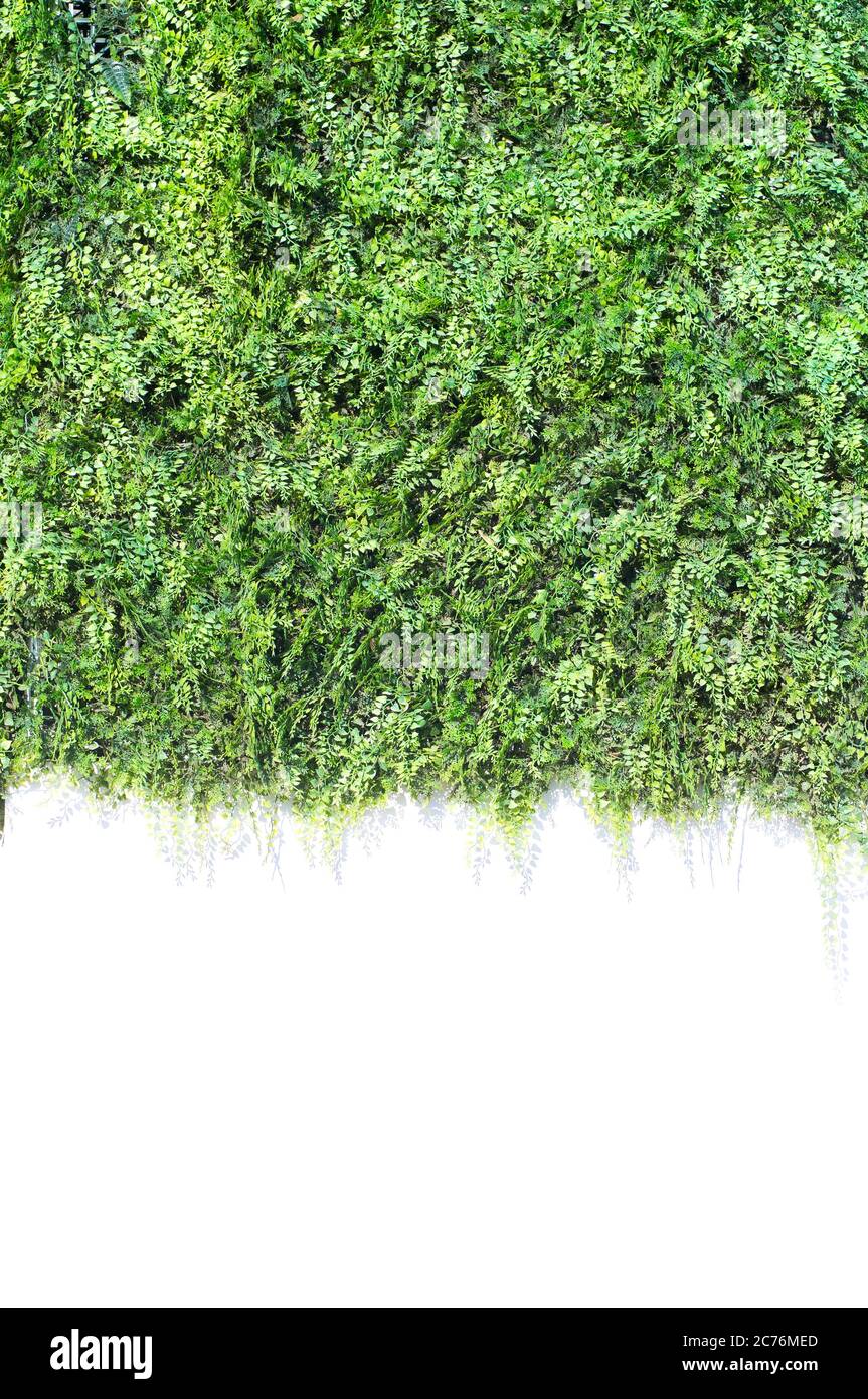 green ivy isolated on white wall Stock Photo