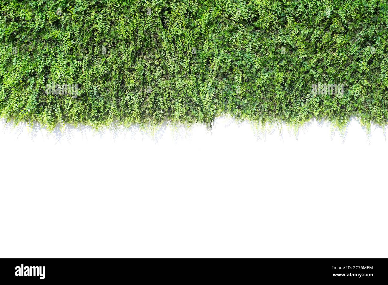 green ivy isolated on white wall Stock Photo
